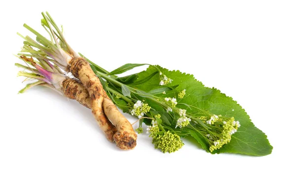 Horseradish, Armoracia rusticana, Cochlearia armoracia. Isolated on white background — Stock Photo, Image