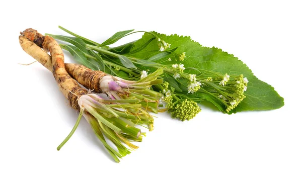 Horseradish, Armoracia rusticana, Cochlearia armoracia. Isolated on white background — Stock Photo, Image