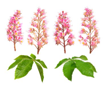Aesculus x carnea veya kırmızı at-kestane. Beyaz arka planda yalıtılmış