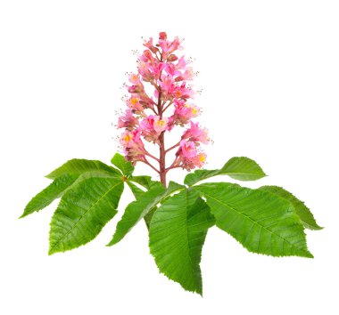 Aesculus x carnea veya kırmızı at-kestane. Beyaz arka planda yalıtılmış
