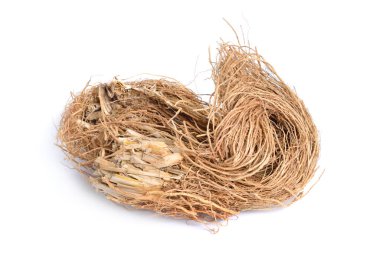 Chrysopogon zizanioides kökleri, yaygın vetiver olarak bilinir. Beyaz arka planda yalıtılmış