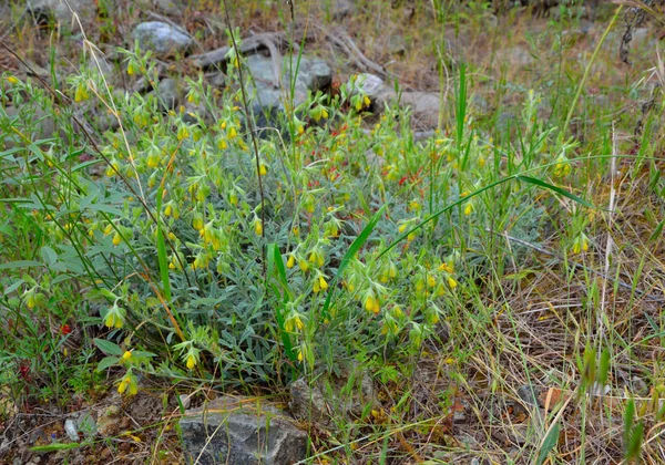Flor amarilla Onosma flores en el contexto de la naturaleza . —  Fotos de Stock