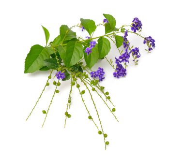 Çiçek beyaz arka plan üzerinde izole ile Bitki Duranta