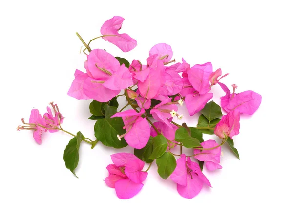 Bougainvillea, také známá jako Buganvilla bugambilia bouganvel pokok Bunga kertas bougenville Kaghazi Napoleon jahanamiya — Stock fotografie