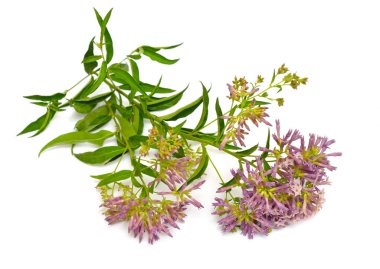 Cestrums veya jessamines beyaz izole olarak bilinen