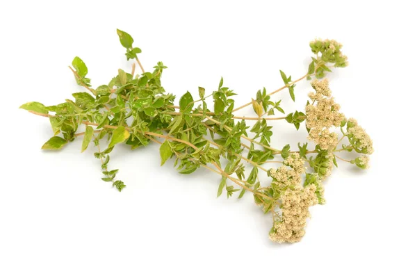 Plant Origanum virágokkal. Elszigetelt fehér alapon — Stock Fotó