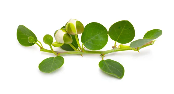 Planta Capparis, conhecido como arbustos alcaparras ou arbustos. Isolado sobre fundo branco — Fotografia de Stock