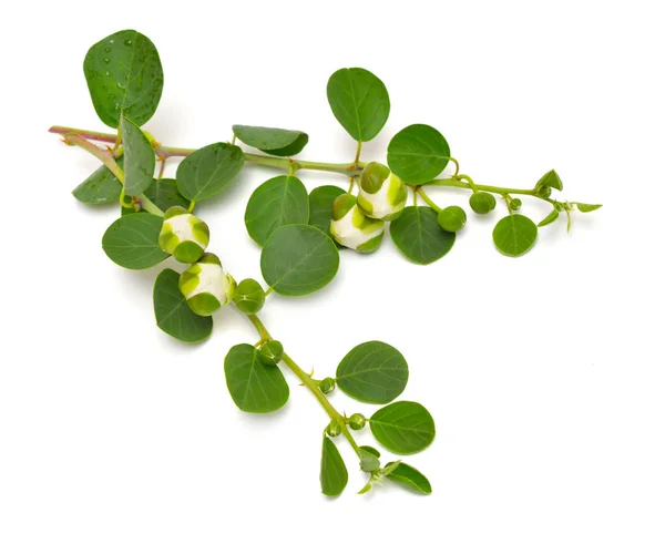 Pianta Capparis, noto come arbusti cappero o capperi. Isolato su sfondo bianco — Foto Stock