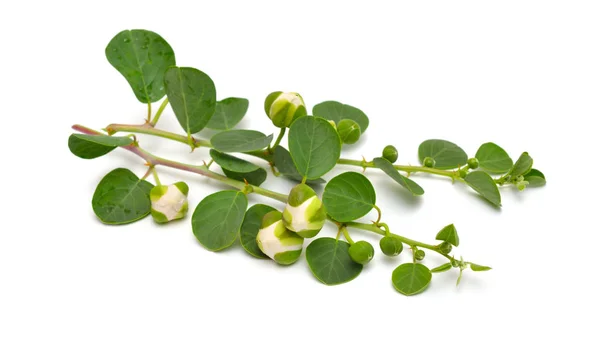 Planta Capparis, conocida como arbustos alcaparras. Aislado sobre fondo blanco —  Fotos de Stock