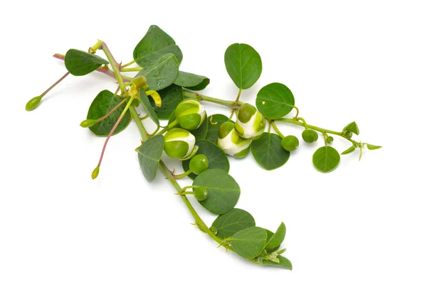 Plant Capparis, known as caper shrubs or caperbushes. Isolated on white background — Stock Photo, Image