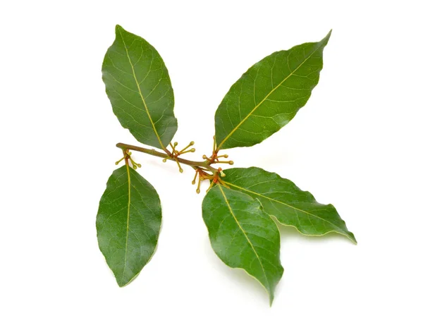 Laurus nobilis. Sus nombres comunes incluyen laurel de laurel, laurel dulce, laurel verdadero, laurel griego, o simplemente laurel . —  Fotos de Stock