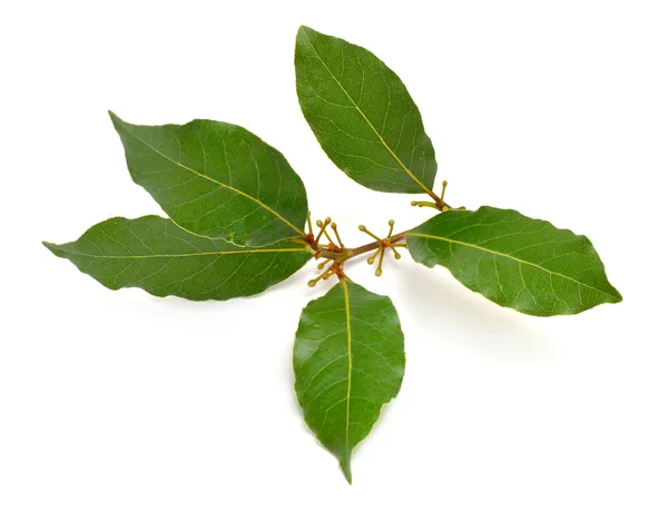 Laurus nobilis. Sus nombres comunes incluyen laurel de laurel, laurel dulce, laurel verdadero, laurel griego, o simplemente laurel . — Foto de Stock