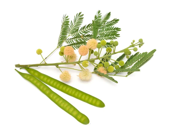 Leucaena leucocephala, voorkomende namen zijn White leadtree, jumbay, River Tamarind, subabul en White popinac. Geïsoleerd — Stockfoto