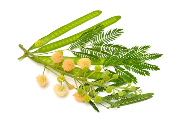 Leucaena leucocephala, Los nombres comunes incluyen árbol de plomo blanco, jumbay, tamarindo de río, subabul, y popinac blanco. Aislado — Foto de Stock