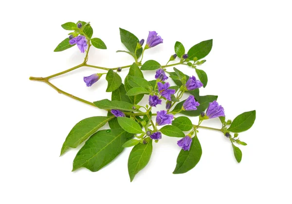 Lycianthes rantonnetii, el arbusto de papa azul o la sombrilla de Paraguay. Aislado sobre fondo blanco —  Fotos de Stock