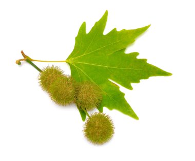 Platanus yaprakları ve meyvesi. uçaklar veya çınar ağaçları. Beyaz arka planda yalıtılmış