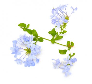 Plumbago auticulata veya leadwort beyaz arka plan üzerinde izole