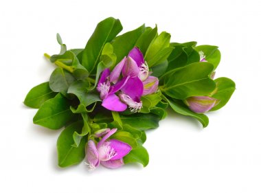 Polygala myrtifolia veya beyaz arka plan üzerinde izole mersin yaprağı milkwort