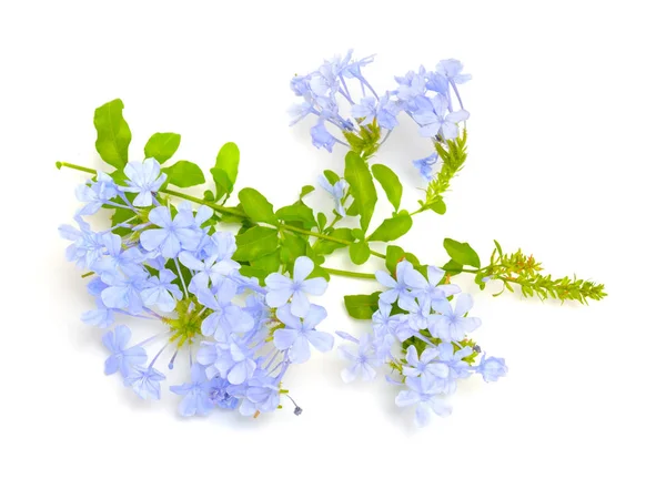 Plumbago auticulata nebo leadwort izolovaný na bílém pozadí — Stock fotografie