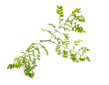 Bitki Gleditsiaor çekirge beyaz arka plan üzerinde izole