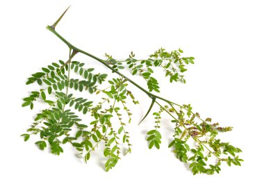 Bitki Gleditsiaor çekirge beyaz arka plan üzerinde izole