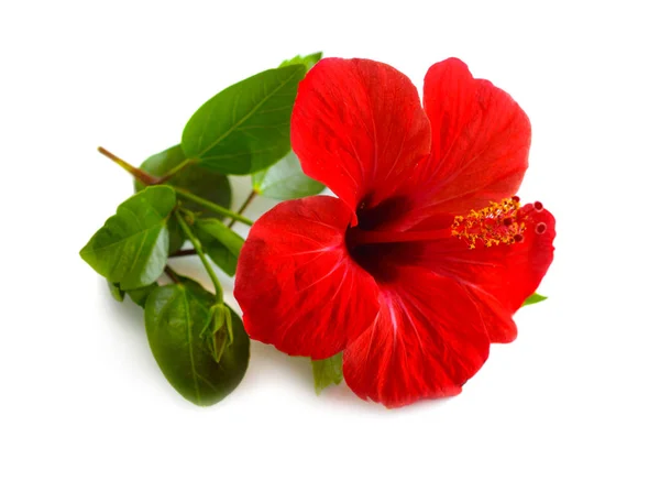 Rode hibiscus bekend als Rose Mallow. Andere namen zijn hardy Hibiscus, roos van Sharon en tropische hibiscus. Geïsoleerd — Stockfoto