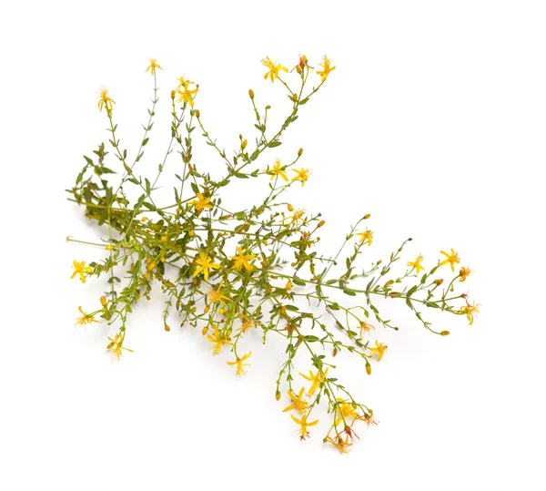 Plant Hypericum triquetrifolium geïsoleerd op witte achtergrond — Stockfoto