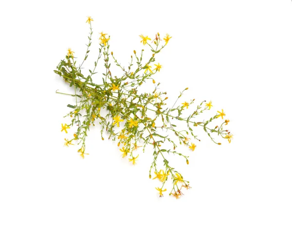 Pflanze hypericum triquetrifolium isoliert auf weißem Hintergrund — Stockfoto