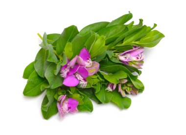 Polygala myrtifolia veya beyaz arka plan üzerinde izole mersin yaprağı milkwort