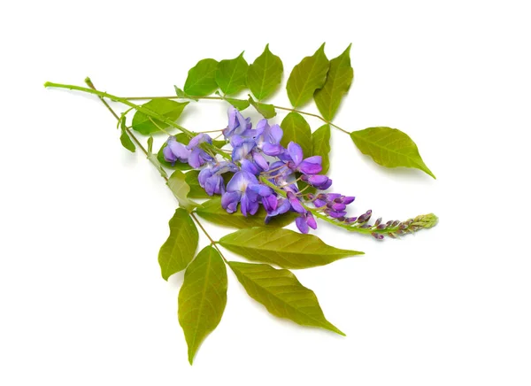 Wisteria sinensis o wisteria china aislada sobre fondo blanco —  Fotos de Stock