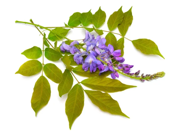 Wisteria sinensis veya Çin wisteria beyaz arka plan izole — Stok fotoğraf