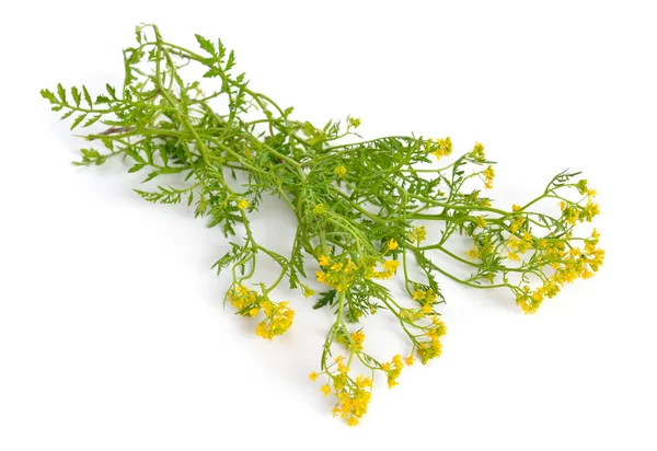 Rorippa, known commonly as yellowcresses. Isolated on white background — Stock Photo, Image