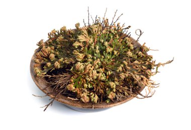 Selaginella lepidophylla veya kurutulmuş, Lycopodium lepidophyllum izole.