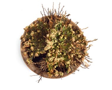 Selaginella lepidophylla veya kurutulmuş, Lycopodium lepidophyllum izole.