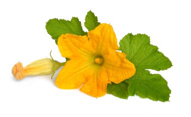 Kabak veya kabak çiçekleri beyaz arka plan üzerinde izole