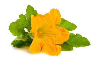 Kabak veya kabak çiçekleri beyaz arka plan üzerinde izole