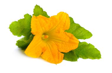 Kabak veya kabak çiçekleri beyaz arka plan üzerinde izole