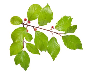 Frangula veya dikenler dal berry beyaz arka plan üzerinde izole