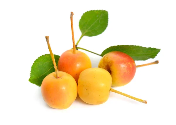一般的な名前シベリアカニリンゴ、シベリアカニ、満州カニリンゴで知られているマルスバカタ — ストック写真