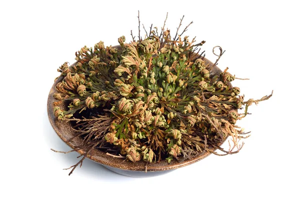 Selaginella lepidophylla or Lycopodium lepidophyllum dried, isolated. — Stock Photo, Image