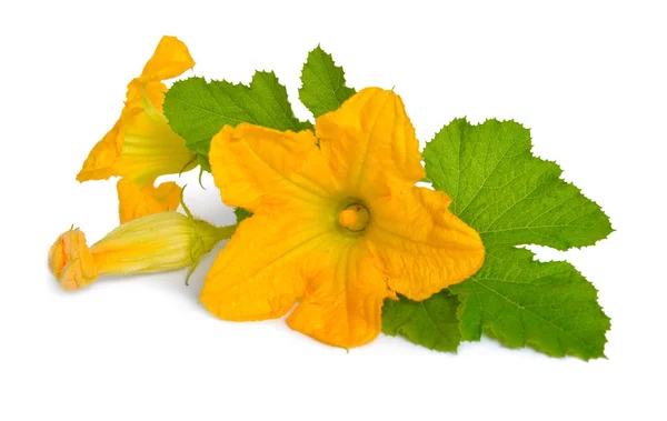 Courgettes ou fleurs de courgette isolées sur fond blanc — Photo