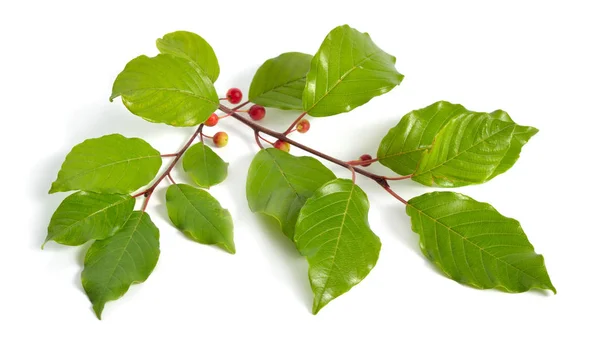 Frangula or buckthorns twig with berry isolated on white background — Stock Photo, Image