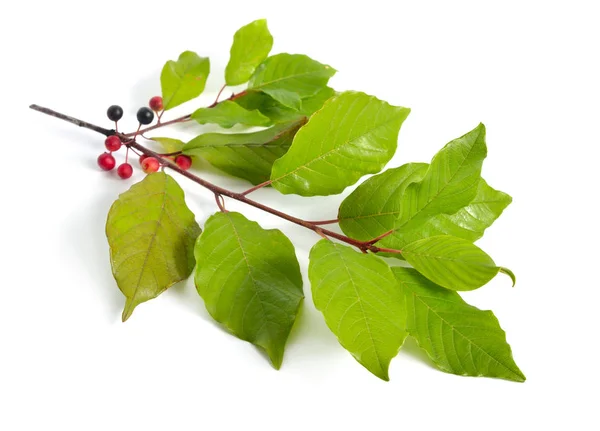 Frangula of buckthorns twig met Berry geïsoleerd op witte achtergrond — Stockfoto