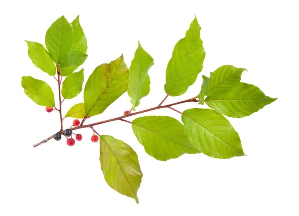 Frangula of buckthorns twig met Berry geïsoleerd op witte achtergrond — Stockfoto