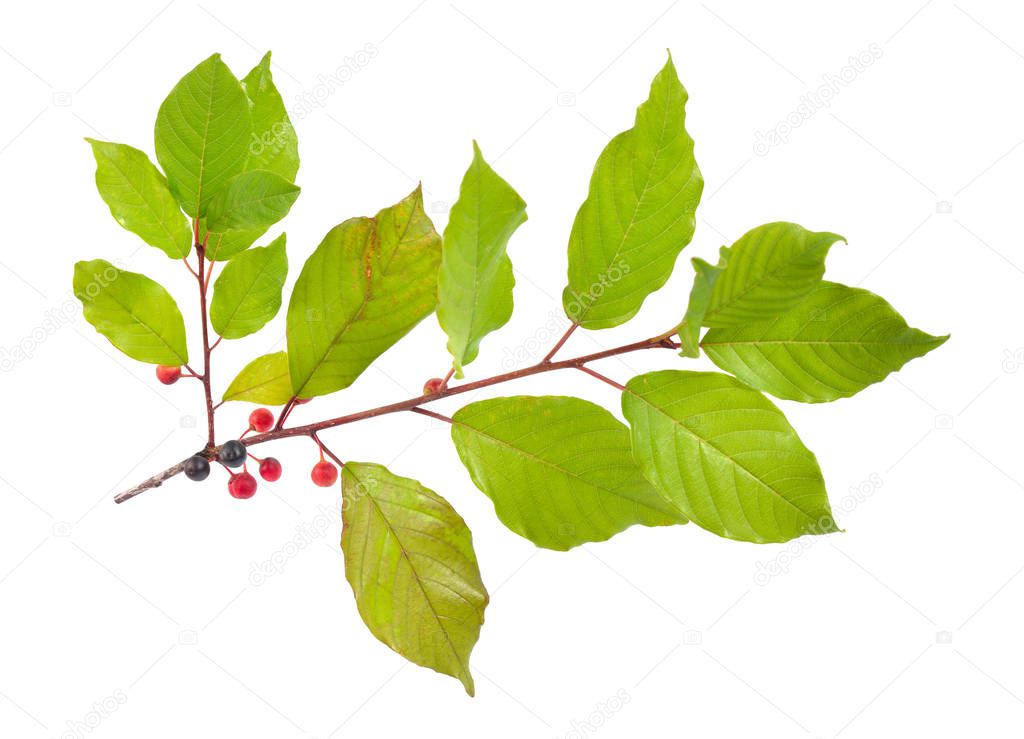 Frangula or buckthorns twig with berry isolated on white background