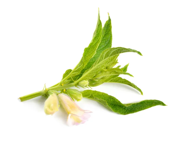 Sesampflanze mit Blüten isoliert auf weißem Hintergrund — Stockfoto