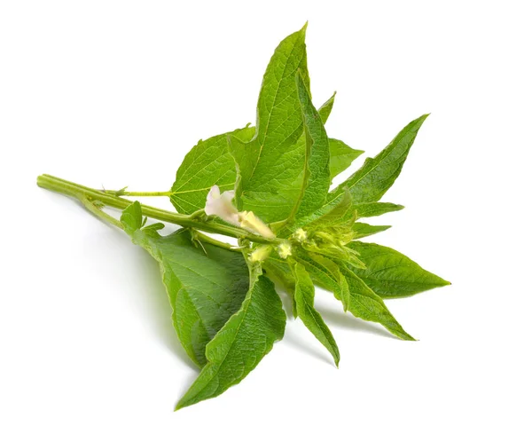 Pianta di sesamo con fiori isolati su sfondo bianco — Foto Stock