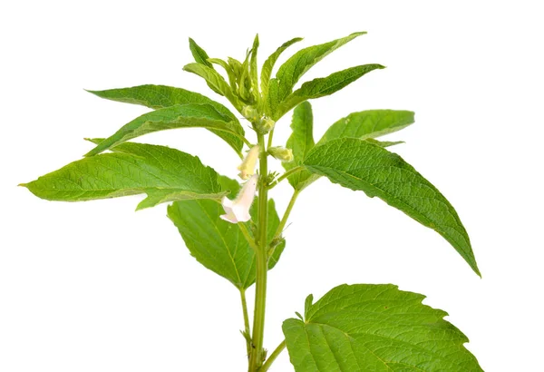 Pianta di sesamo con fiori isolati su sfondo bianco — Foto Stock