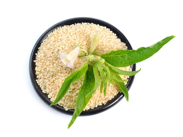 흰색 배경에 고립 된 꽃과 씨앗이있는 참깨 식물 — 스톡 사진
