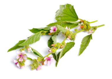 Althea officinalis çiçekler beyaz arka plan izole